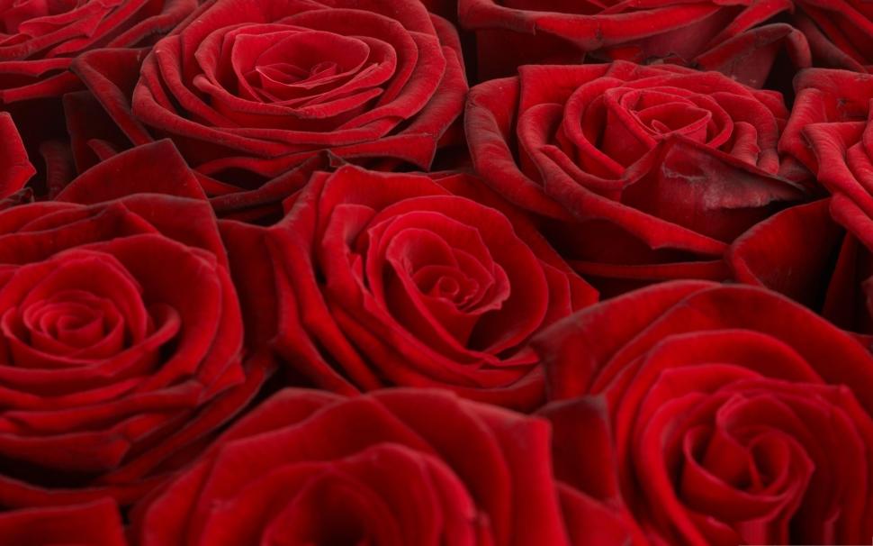 Full Bloom Red Roses wallpaper,flower HD wallpaper,rose HD wallpaper,love HD wallpaper,nature & landscapes HD wallpaper,2560x1600 wallpaper