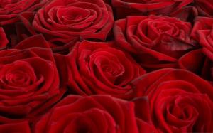 Full Bloom Red Roses wallpaper thumb