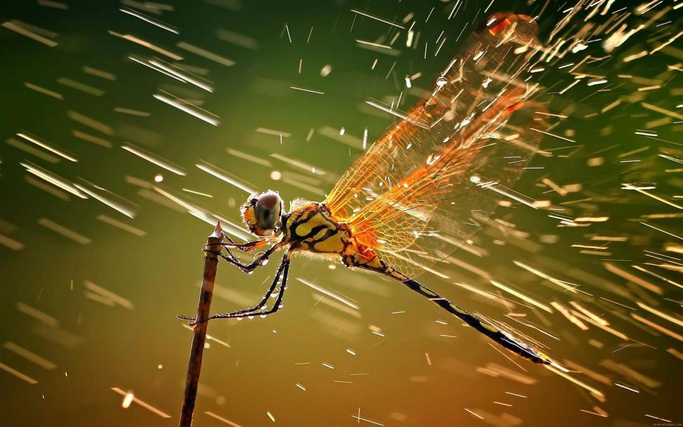 Dragonfly in the rain wallpaper,dragonfly HD wallpaper,animal HD wallpaper,rain HD wallpaper,2880x1800 wallpaper