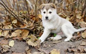 Husky dog, puppy, leaves, autumn wallpaper thumb