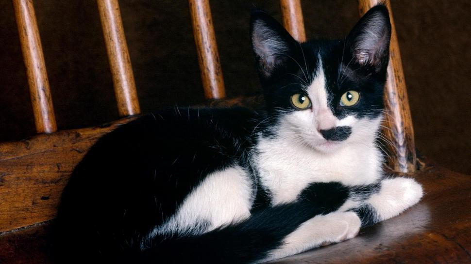 A Tuxedo Kitten On A Chair wallpaper,feline HD wallpaper,kitten HD wallpaper,tuxedo HD wallpaper,black and white HD wallpaper,chair HD wallpaper,animals HD wallpaper,1920x1080 wallpaper