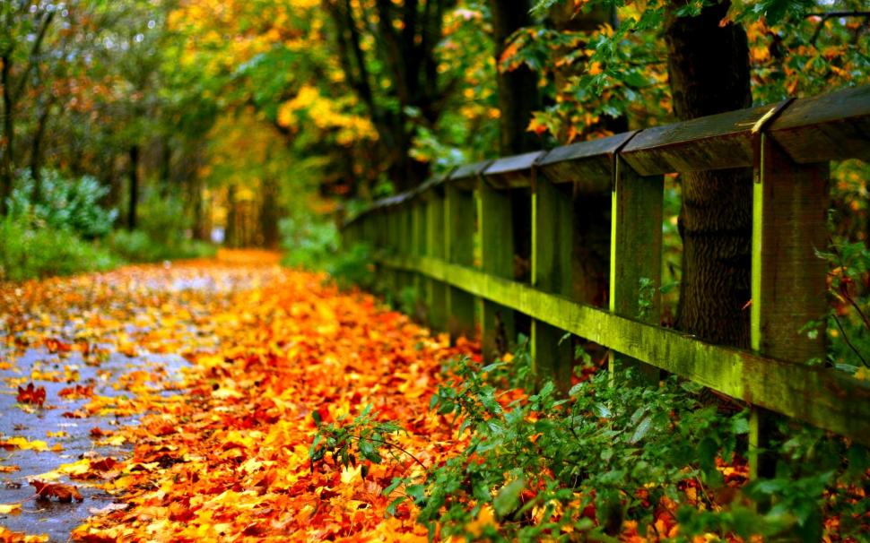 Road With Autumn Leaves wallpaper,leaves HD wallpaper,fence HD wallpaper,road HD wallpaper,autumn HD wallpaper,nature & landscapes HD wallpaper,1920x1200 wallpaper