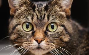 Cat close-up, face, eyes, whiskers wallpaper thumb