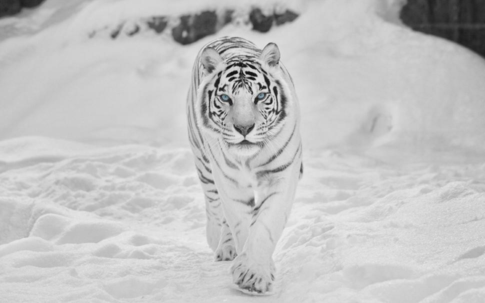 Snow tiger Animals tigers HD wallpaper,animals wallpaper,tigers wallpaper,1440x900 wallpaper