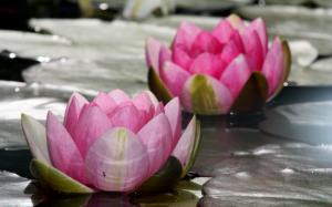 Pink flowers, lotus, water lily, lake wallpaper thumb