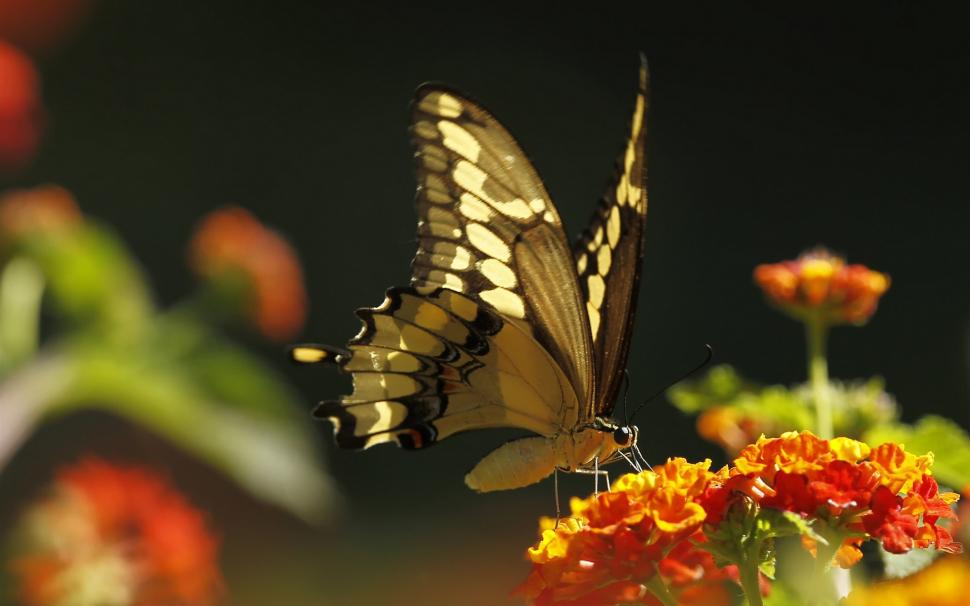 Insect, butterfly, orange flowers wallpaper,Insect HD wallpaper,Butterfly HD wallpaper,Orange HD wallpaper,Flowers HD wallpaper,1920x1200 wallpaper