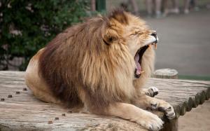 Cute lion yawns wallpaper thumb