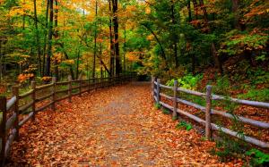 Park, nature, forest, trees, leaves, path, autumn wallpaper thumb