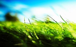 Grass Macro Blur HD wallpaper thumb