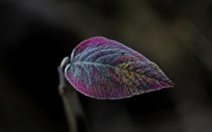Leaf close-up, purple wallpaper thumb