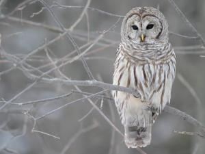 gray flannel suit animal barred Bird branch colour eyes face feathers Features frosty markings owl s HD wallpaper thumb