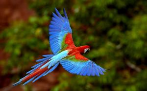 Flying parrot wallpaper thumb