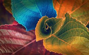 Colors of Leaves wallpaper thumb