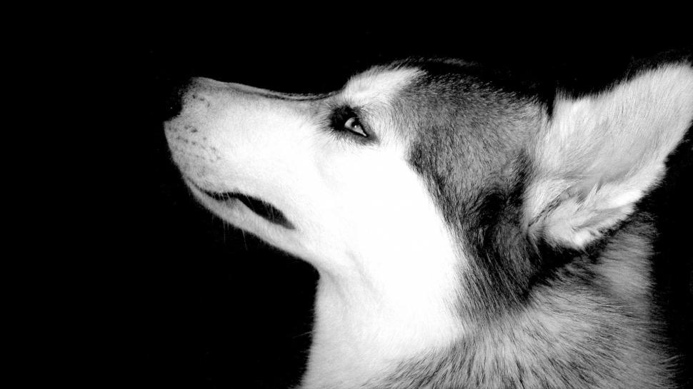 Vintage Image Siberian Husky  High Resolution Photos wallpaper,dog HD wallpaper,husky HD wallpaper,puppies HD wallpaper,siberian husky HD wallpaper,vintage HD wallpaper,1920x1080 wallpaper