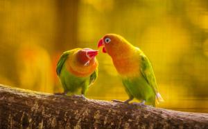 Parrot, love, kiss, birds close-up wallpaper thumb