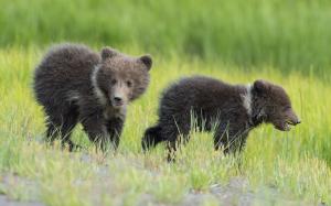Two bears, cubs, kids, grass wallpaper thumb