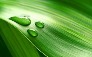Piece of fresh green leaves with water drops wallpaper thumb