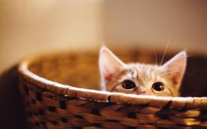 Cute kitten hidden in basket wallpaper thumb