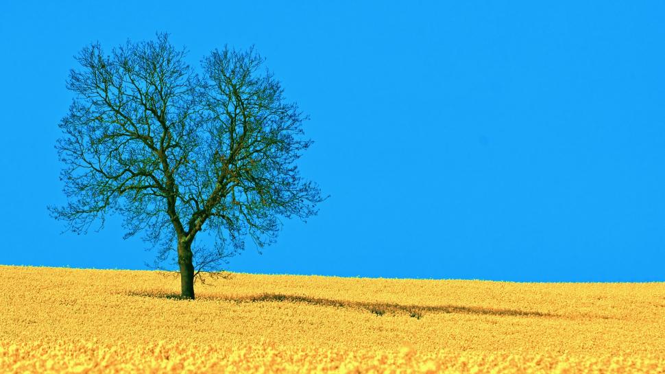 Lonely Tree on Yellow Field wallpaper,Scenery HD wallpaper,1920x1080 wallpaper