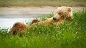 grizzly, bear, grass, lie, funny wallpaper thumb