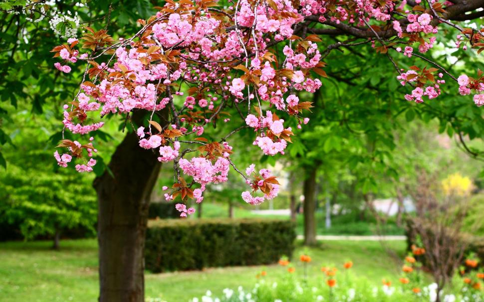 Spring park tree, pink flowers in full bloom wallpaper,Spring HD wallpaper,Park HD wallpaper,Tree HD wallpaper,Pink HD wallpaper,Flowers HD wallpaper,Bloom HD wallpaper,2560x1600 wallpaper