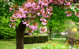Spring park tree, pink flowers in full bloom wallpaper thumb