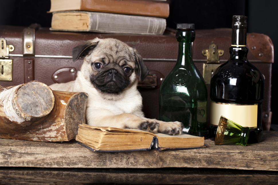 Dog, pug, books, still life wallpaper,books HD wallpaper,still life HD wallpaper,8000x5333 wallpaper