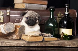 dog, pug, books, still life wallpaper thumb