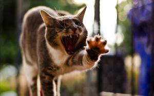 Cat funny posture, yawning, paw wallpaper thumb