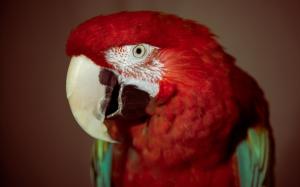 Red Parrot wallpaper thumb