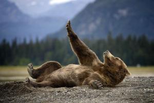 Grizzly in Alaska wallpaper thumb