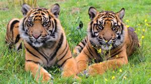 Tiger cubs, grass wallpaper thumb