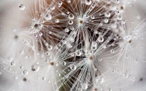 Dandelion Macro Water Drops HD wallpaper thumb