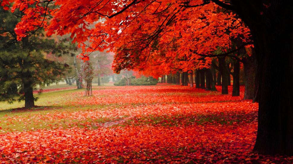 Natural, park, autumn, red leaves, autumn scenery HD wallpaper,natural HD wallpaper,park HD wallpaper,autumn HD wallpaper,red leaves HD wallpaper,autumn scenery hd HD wallpaper,1920x1080 wallpaper