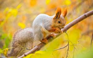 Squirrel, nut, tree, branches, autumn wallpaper thumb