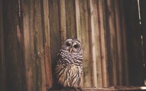 owl, bird, wings, predator wallpaper thumb