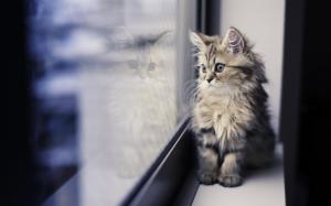 Cute kitten, window sill, looking wallpaper thumb