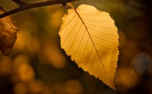 Yellow leaf, bokeh, fall wallpaper thumb