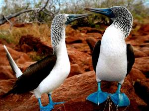 Blue-footed-boobies wallpaper thumb