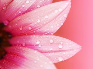 Pink flower close-up, petals, dew, water drops, blur background wallpaper thumb