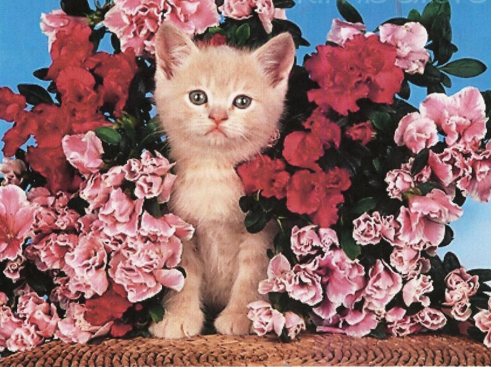 Kitten With Flowers wallpaper,feline HD wallpaper,kitten HD wallpaper,cute HD wallpaper,flowers HD wallpaper,animals HD wallpaper,1970x1474 wallpaper