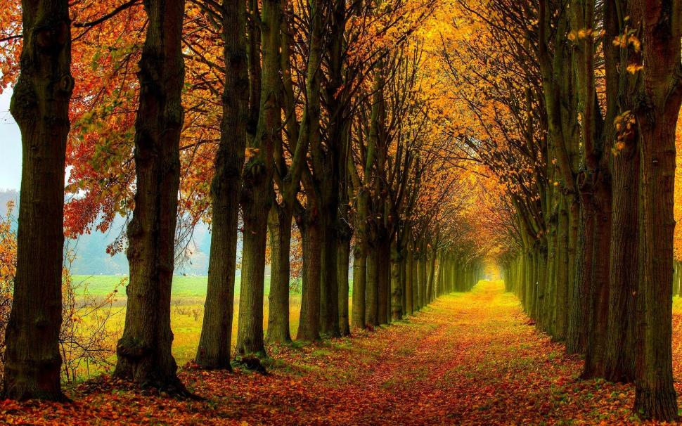 Beautiful nature scenery, forest, trees, autumn, path wallpaper | nature  and landscape | Wallpaper Better