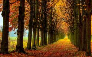 Beautiful nature scenery, forest, trees, autumn, path wallpaper thumb