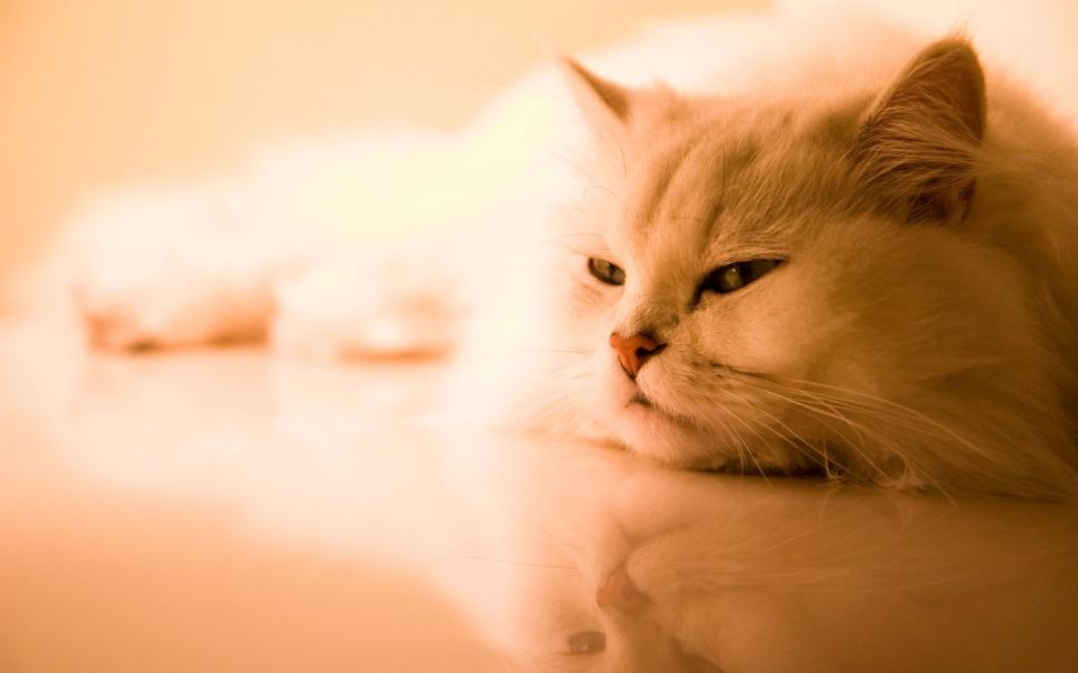 Persian House Cat On The Floor wallpaper,house HD wallpaper,persian HD wallpaper,floor HD wallpaper,animals HD wallpaper,2560x1600 wallpaper