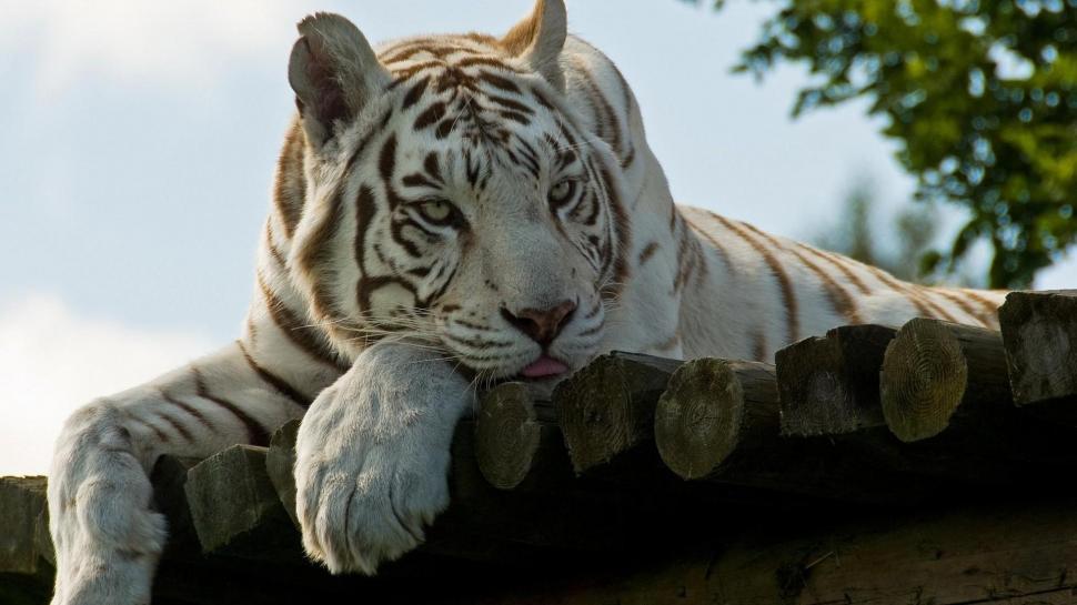 Awesome White Tiger  Wide HD Screen wallpaper,leopard HD wallpaper,lion HD wallpaper,tiger HD wallpaper,white tiger HD wallpaper,1920x1080 wallpaper