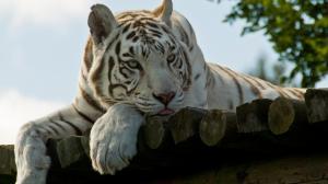 Awesome White Tiger  Wide HD Screen wallpaper thumb