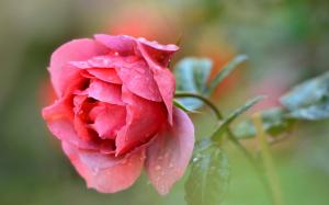Single red rose flower, water drops wallpaper thumb