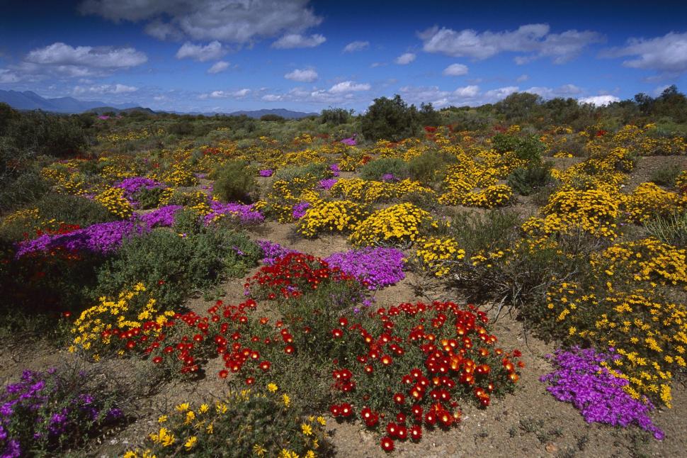Colorful Blooms, Little-karoo, South-africa. wallpaper,colour HD wallpaper,sand HD wallpaper,cloud HD wallpaper,desert HD wallpaper,flower HD wallpaper,bloom HD wallpaper,3d & abstract HD wallpaper,2000x1333 wallpaper