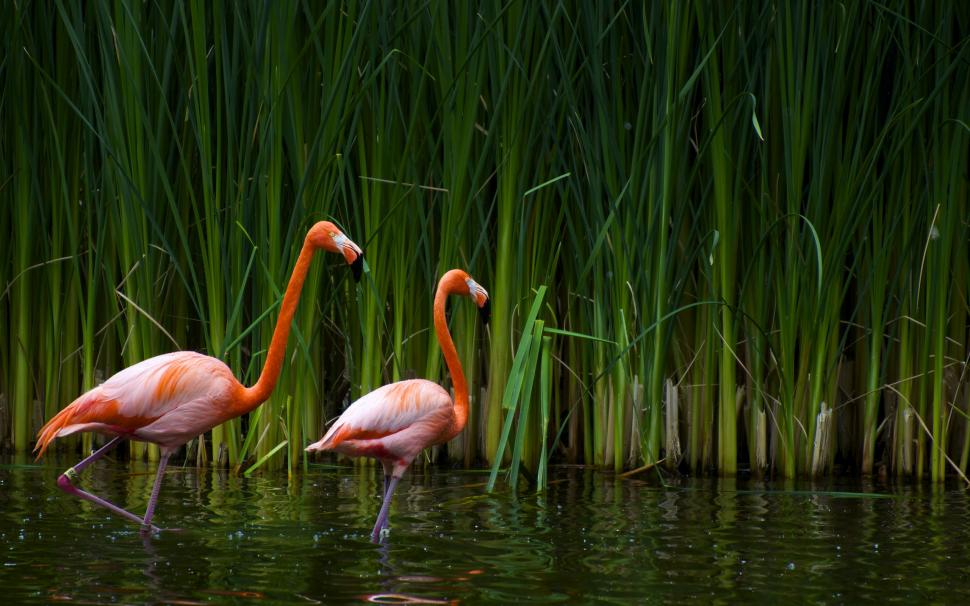 Pair of flamingos wallpaper,nature HD wallpaper,birds HD wallpaper,water HD wallpaper,plants HD wallpaper,2560x1600 wallpaper
