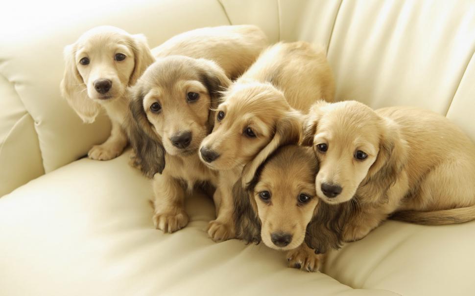 Dogs Puppy HD wallpaper,animals HD wallpaper,puppy HD wallpaper,dogs HD wallpaper,2560x1600 wallpaper